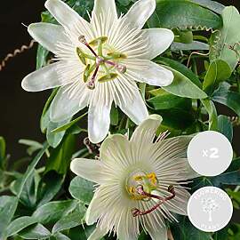 Bloomique - 2er-Set - Passiflora Constance Elliot