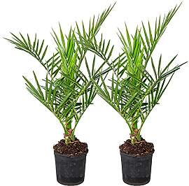 Bloomique - 2er-Set - Phoenix Canariensis -