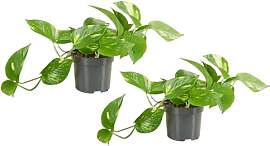 Bloomique - 2er Set - Scindapsus Aureum - Efeutute 