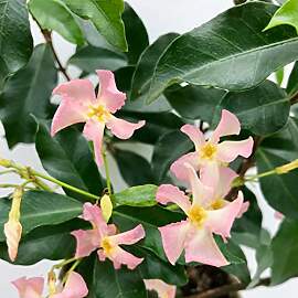 Bloomique - 2er-Set - Trachelospermum Jasminoides