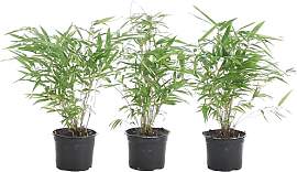 Bloomique - 3er Set - Fargesia Rufa -