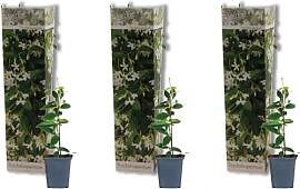 Bloomique - 3er-Set - Trachelospermum Jasminoides