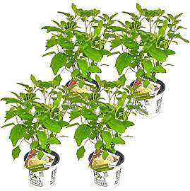 Bloomique - 4er-Set - Hydrangea Strong Annabelle - 