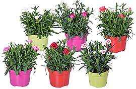 Bloomique - 6er-Mix - Dianthus - Nelken - Farb-Mix 