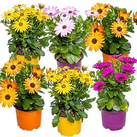 Bloomique - 6er-Mix - Osteospermum - Spanisches