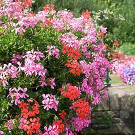 Bloomique - 6er-Mix - Pelargonium Peltatum -
