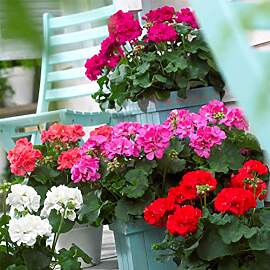 Bloomique - 6er-Mix - Pelargonium Zonale -