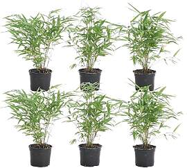 Bloomique - 6er-Set - Fargesia Rufa - Bambus