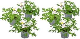 Bloomique - 6er-Set - Pelargonium Graveolens -