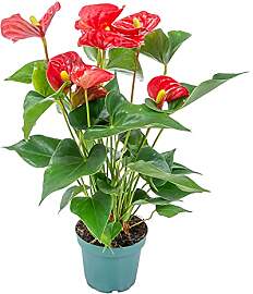 Bloomique - Anthurium Andreanum - Rot -