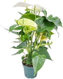 Bloomique - Anthurium Andreanum - Weiß -