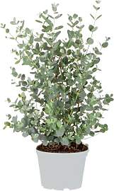 Bloomique - Eucalyptus gunnii - Mostgummi-Baum -