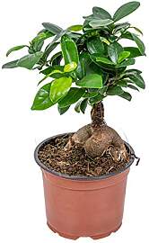 Bloomique - Ficus Ginseng - Bonsai Baum -
