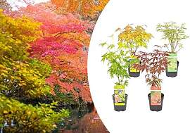 Bloomique - Mischung aus 4 Japanischen