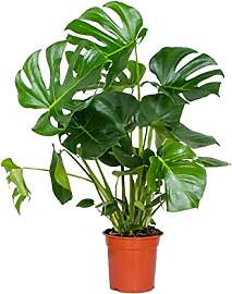 Bloomique - Monstera Deliciosa - Fensterblatt -