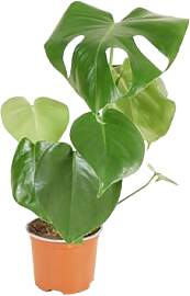 Bloomique - Monstera Deliciosa - Fensterblatt -