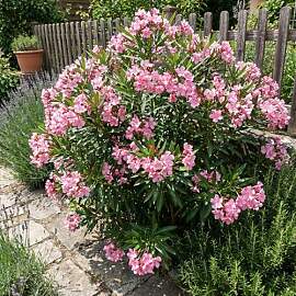 Bloomique - Oleander (Nerium oleander) - Rosa