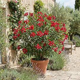 Bloomique - Oleander (Nerium oleander) - Rote
