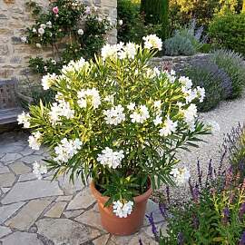 Bloomique - Oleander (Nerium oleander) - Weiße