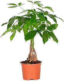 Bloomique - Pachira Aquatica - Glückskastanie -
