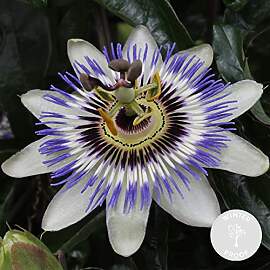 Bloomique - Passiflora Caerulea - Passionsblume -
