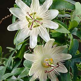 Bloomique - Passiflora Constance Elliot -