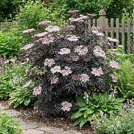 Bloomique - Schwarzer Holunder (Sambucus nigra