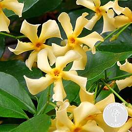 Bloomique - Trachelospermum Jasminoides -