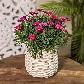 Blumentopf rund mit Einsatz Konisch Ø 17 x 17cm