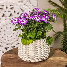 Blumentopf rund mit Einsatz Konisch Ø 23 x 19cm