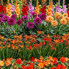 Blumenzwiebeln Mehrjährig Winterhart -