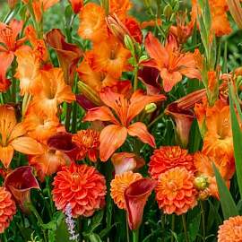 Blumenzwiebeln Mehrjährig Winterhart -
