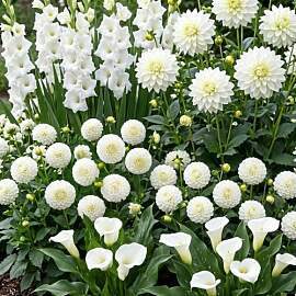 Blumenzwiebeln Mehrjährig Winterhart -