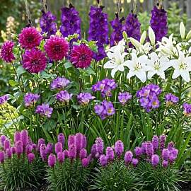 Blumenzwiebeln Mehrjährig Winterhart -