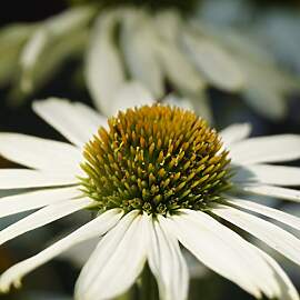 Blumixx Stauden Echinacea purpurea
