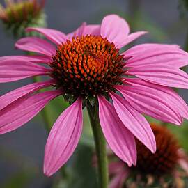 Blumixx Stauden Echinacea purpurea