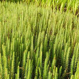 Blumixx Stauden Hippuris vulgaris – Tannenwedel
