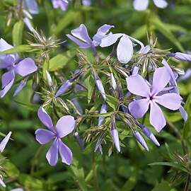 Blumixx Stauden Phlox divaricata 'Clouds of