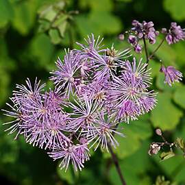 Blumixx Stauden Thalictrum aquilegifolium –
