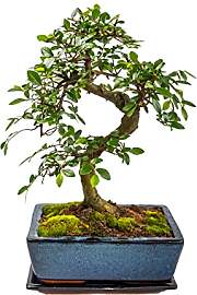 Bonsai Baum mit Keramik Blumentopf - Chinese elm - 