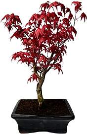 Bonsai Baum mit Keramik Blumentopf - Ligustrum,