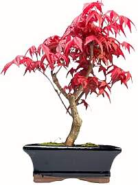 Bonsai DE - Bonsai baum Japanischer Fächerahorn - 