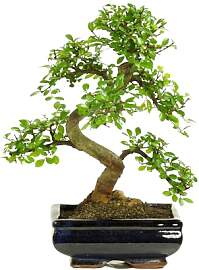 Bonsai mit Keramik Blumentopf ca. 8-9 Jahre alt,