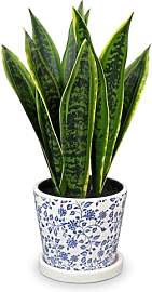 Briful Künstliche Sansevieria Zimmerpflanze