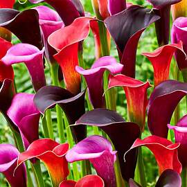 Calla Lilien Zwiebeln Winterhart Mehrjährig -