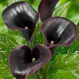 Calla Lilien Zwiebeln Winterhart Mehrjährig -