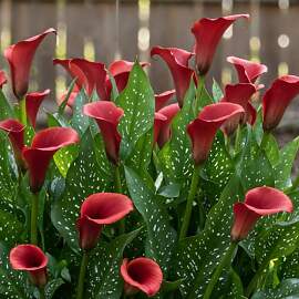 Calla Lilien Zwiebeln Winterhart Mehrjährig -
