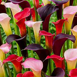 Calla Lilien Zwiebeln Winterhart Mehrjährig -
