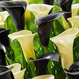 Calla Lilien Zwiebeln Winterhart Mehrjährig -