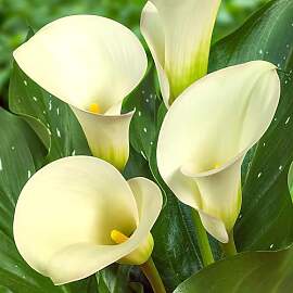 Calla Lilien Zwiebeln Winterhart Mehrjährig -